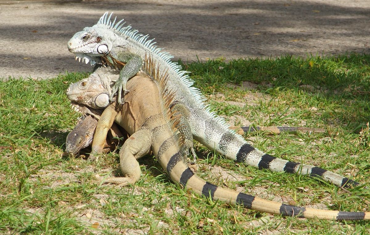 harcolo leguanok